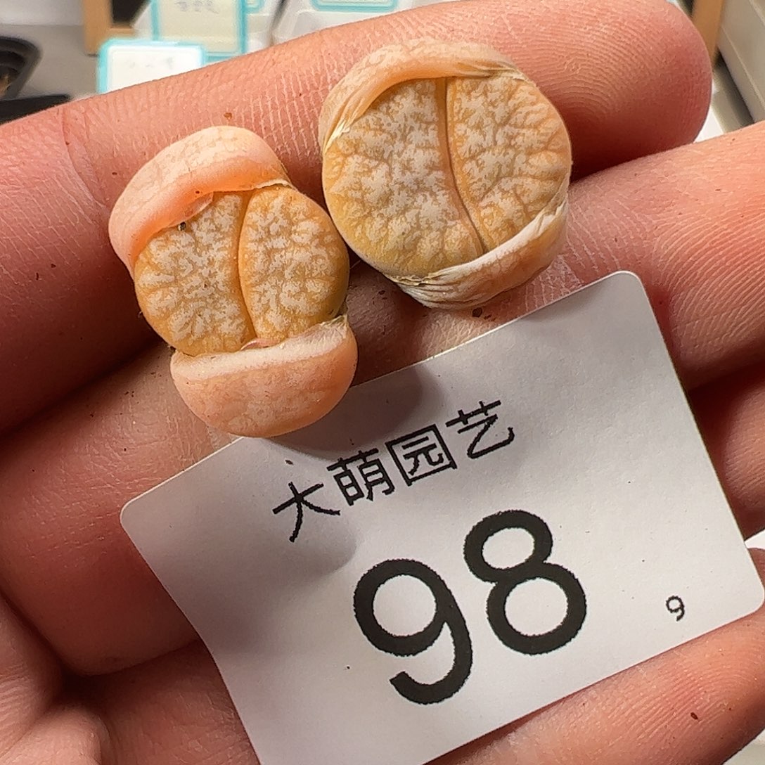 000098 一物一拍……