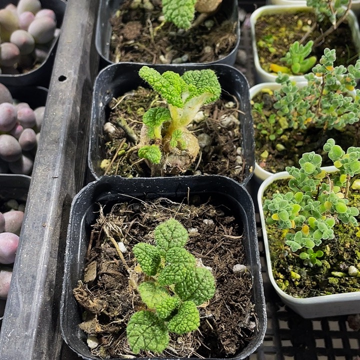 断崖王子带盆土发