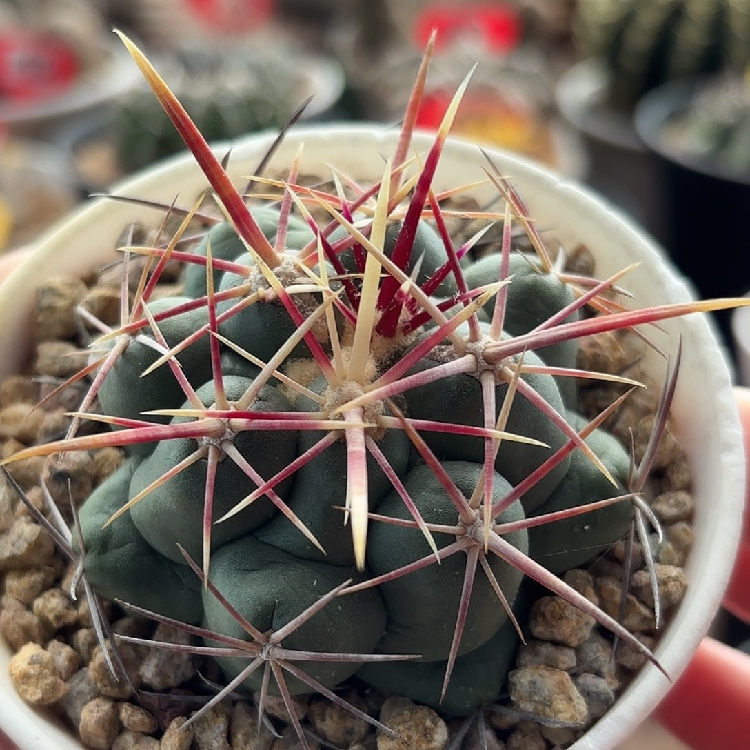 仙人球实生高木大红鹰