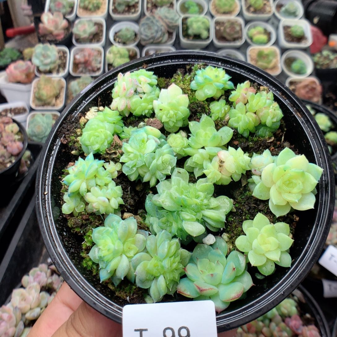 无花朵T99英语英语