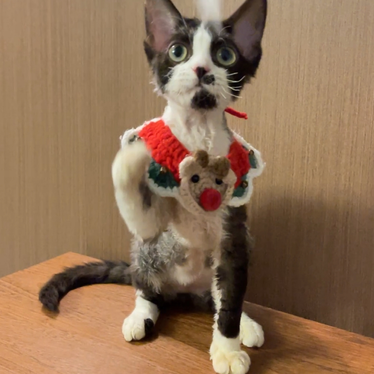 黑长毛血妹妹德文卷毛猫