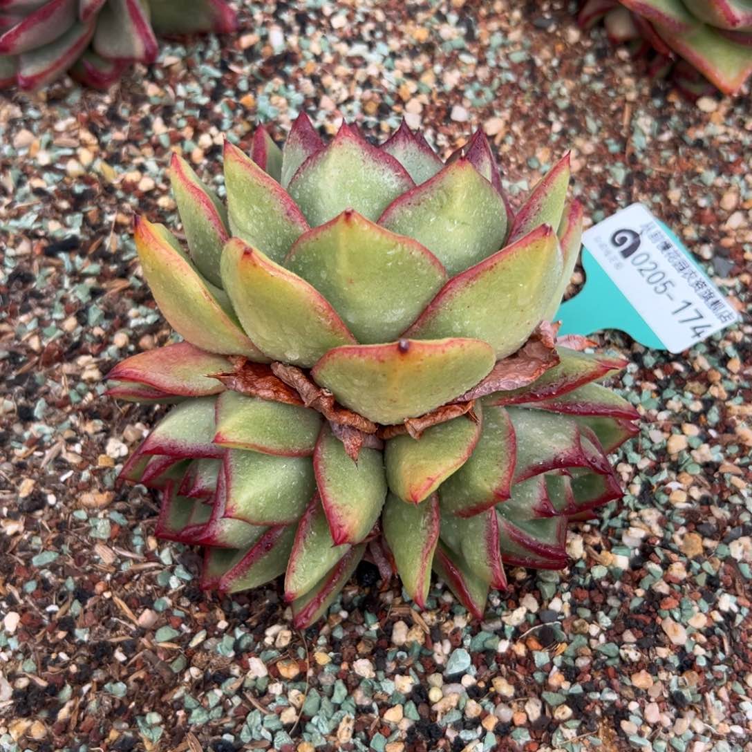 多肉一物一拍0205-174