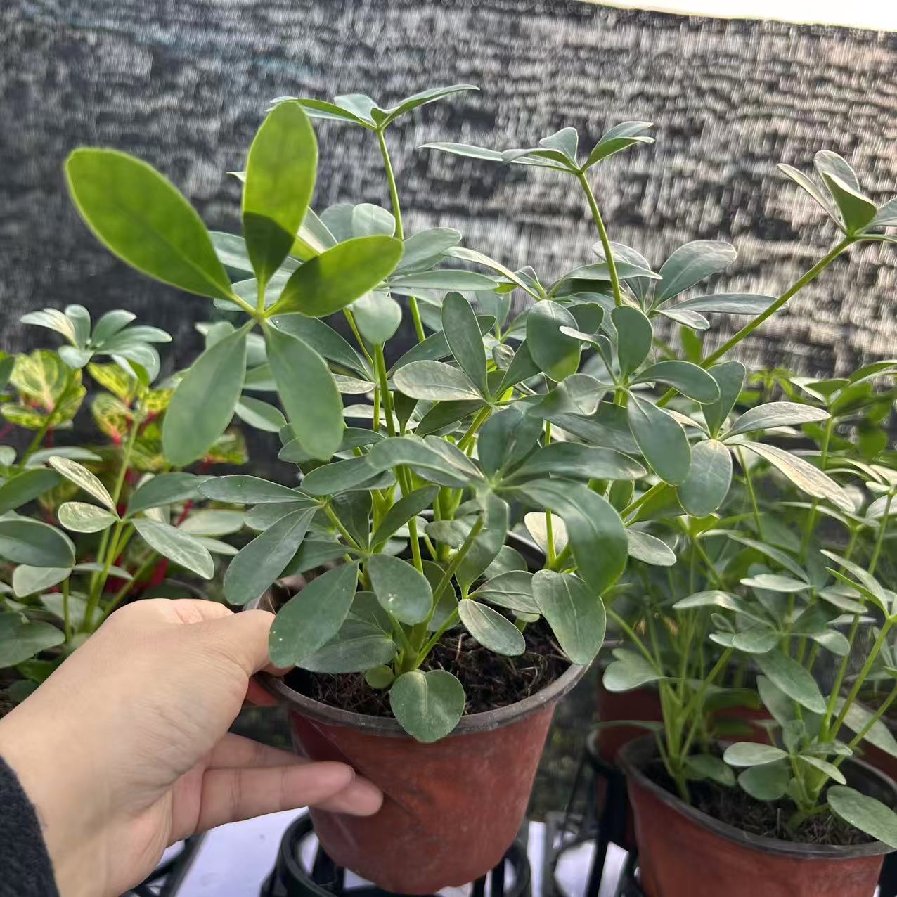 鸭脚木（八方来财）室内客厅办公室招财植物（不拍保温冻死不赔）