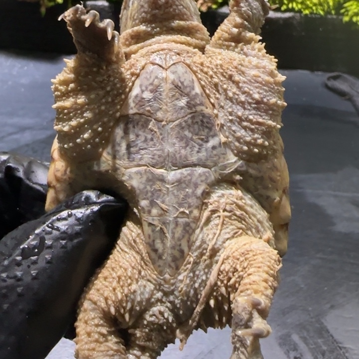 你***？宠物龟母不分公母