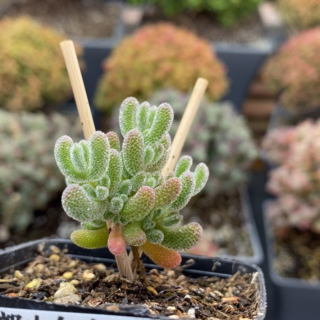 5厘米盆6642优选冰晶