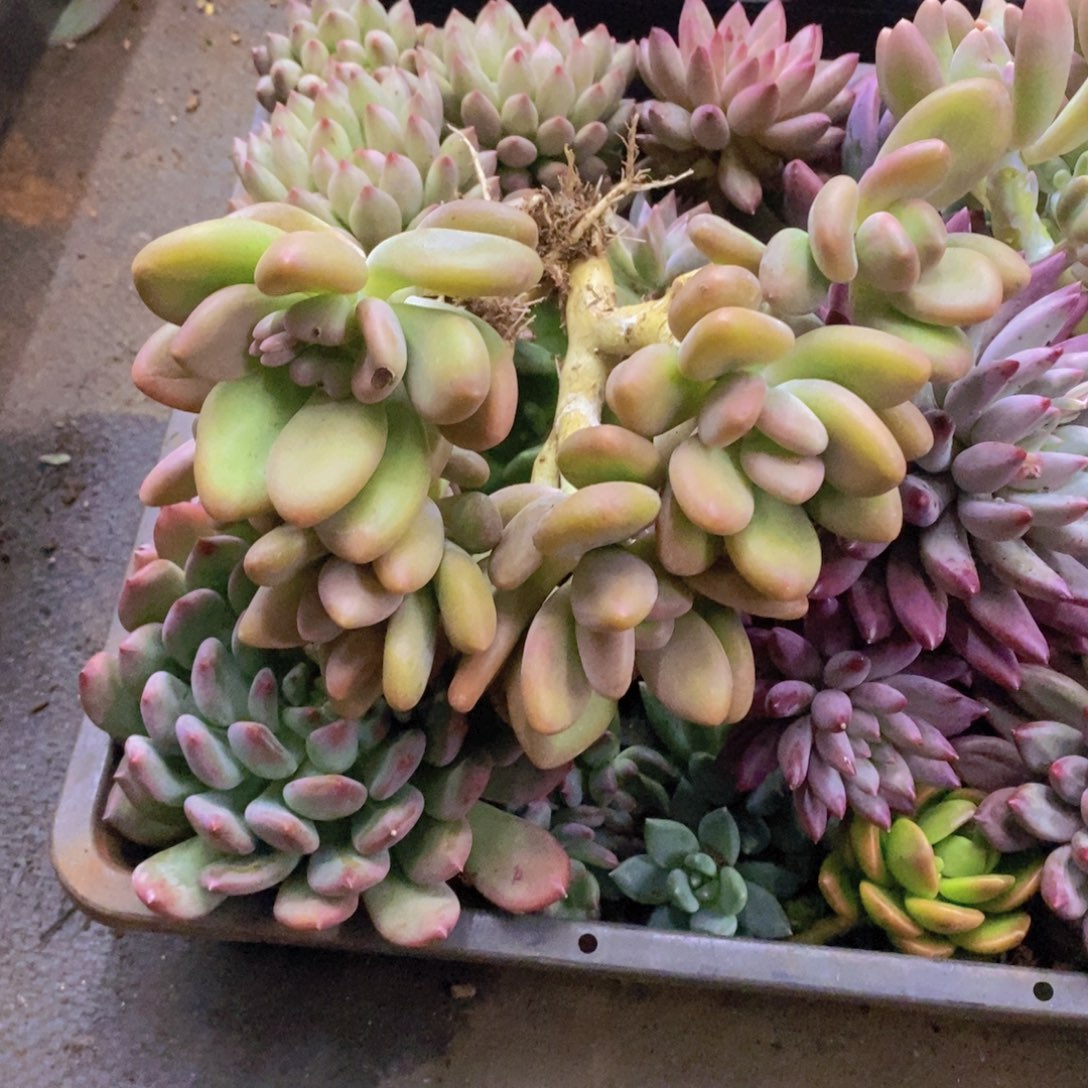 当***下多肉植物多肉植物