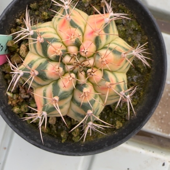 140-0223粉红豹脱土发多肉