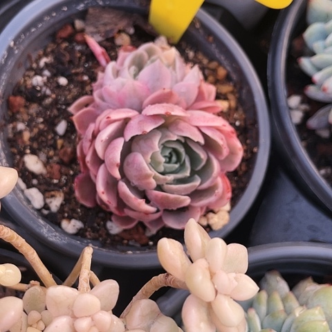 沙漠玫瑰锦40一盆8888888