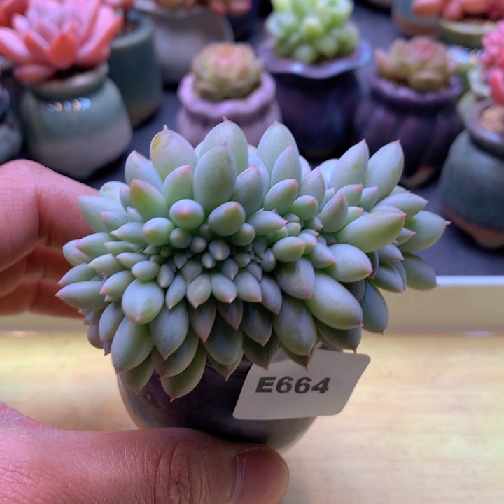 一物一拍满38包邮 E664