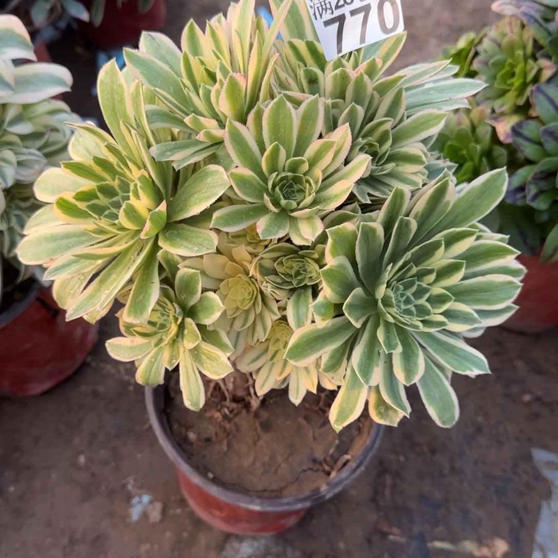 艳凝多肉770满28包邮断枝不包