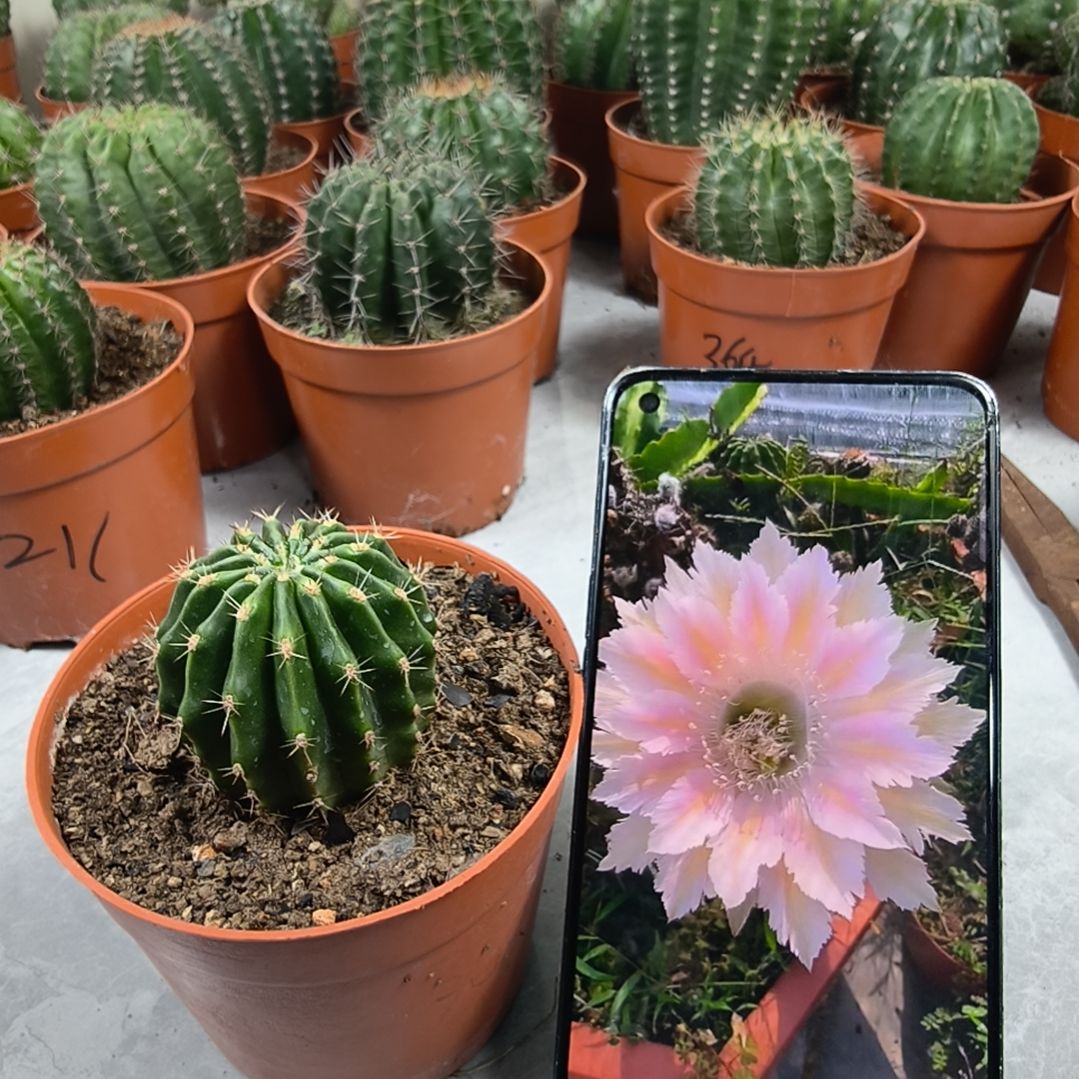 小黑黑白羽毛带盆（4cm）