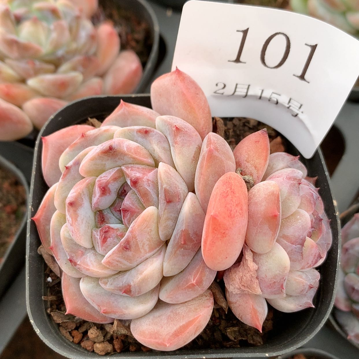 【闪购商品】云101