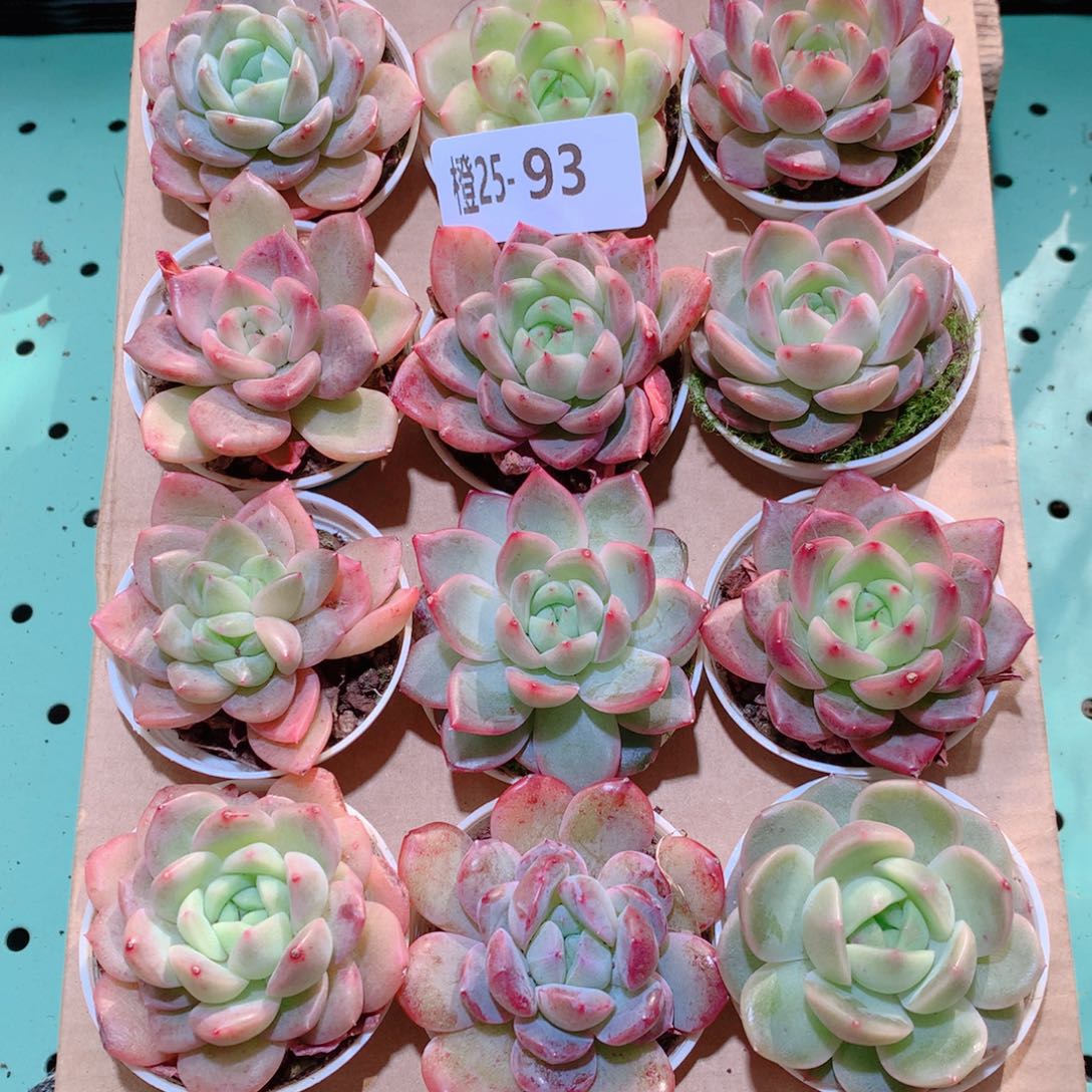 25-93一物一拍多肉带盆18颗
