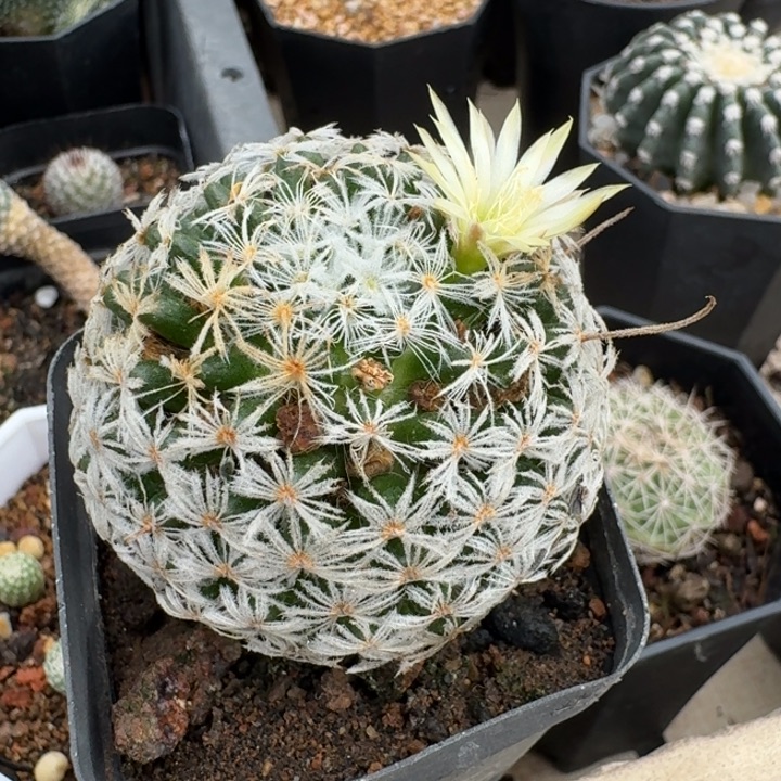 杜威娜娜实生仙人球