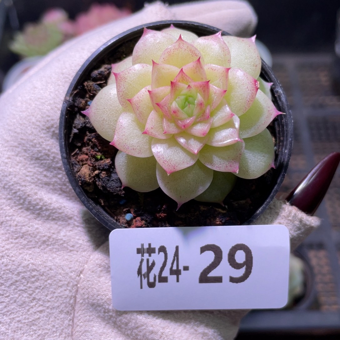 花利美24-29麦秆单头