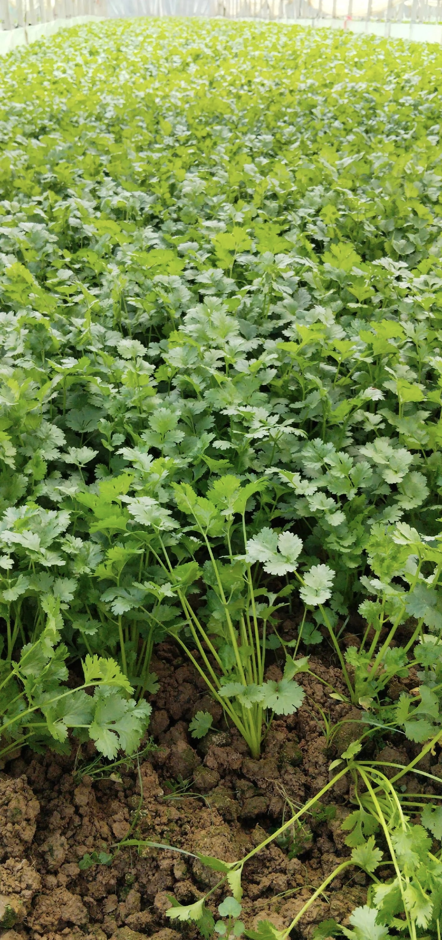 自家种的农村笨香菜，贼有香菜味 现摘现发，新鲜到家
