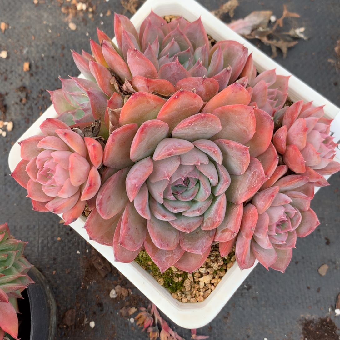 1630杂交多肉植物