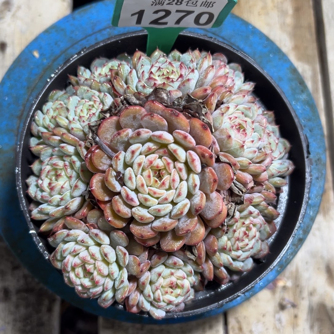 1270白胖子，冠服14