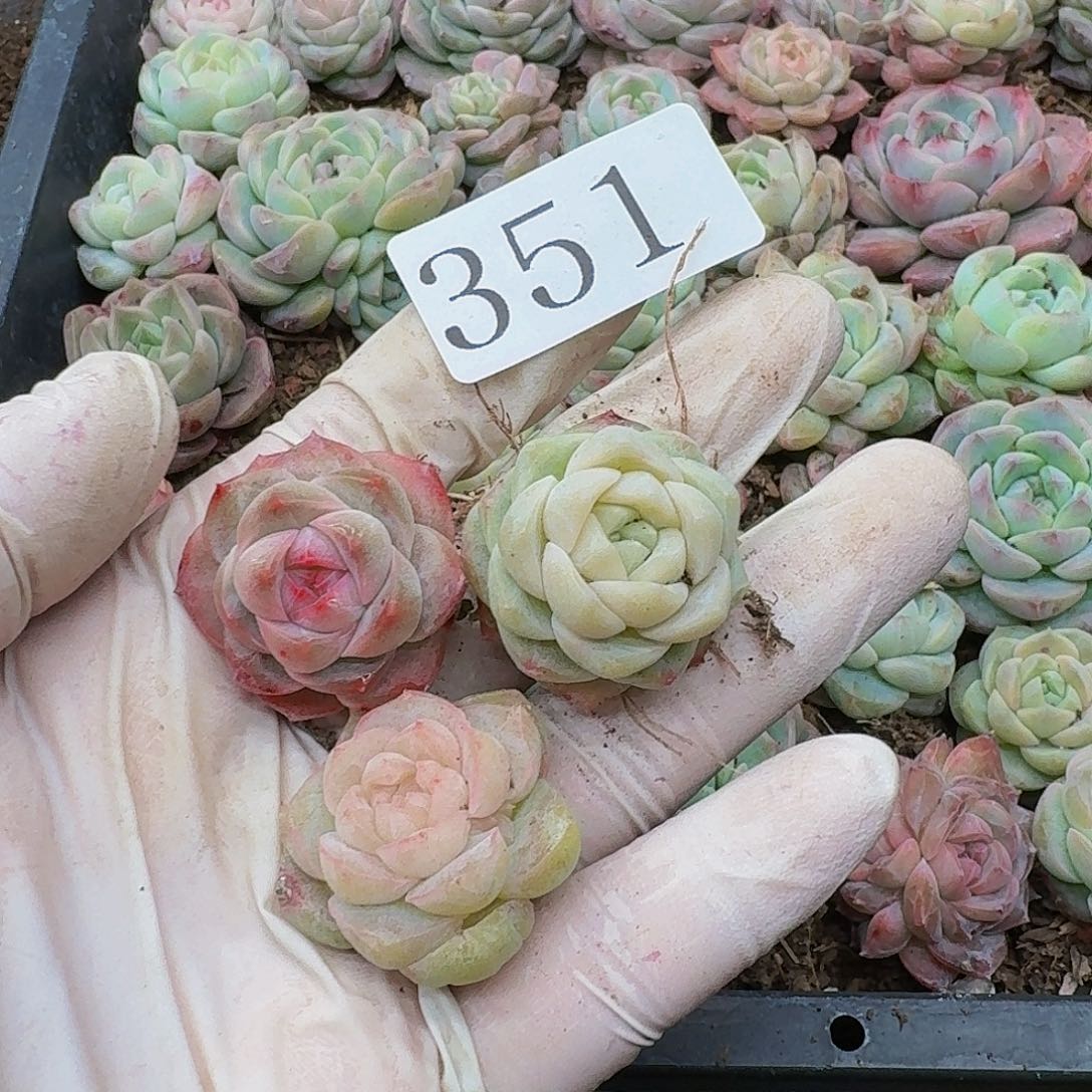 单*多肉植物多肉植物351