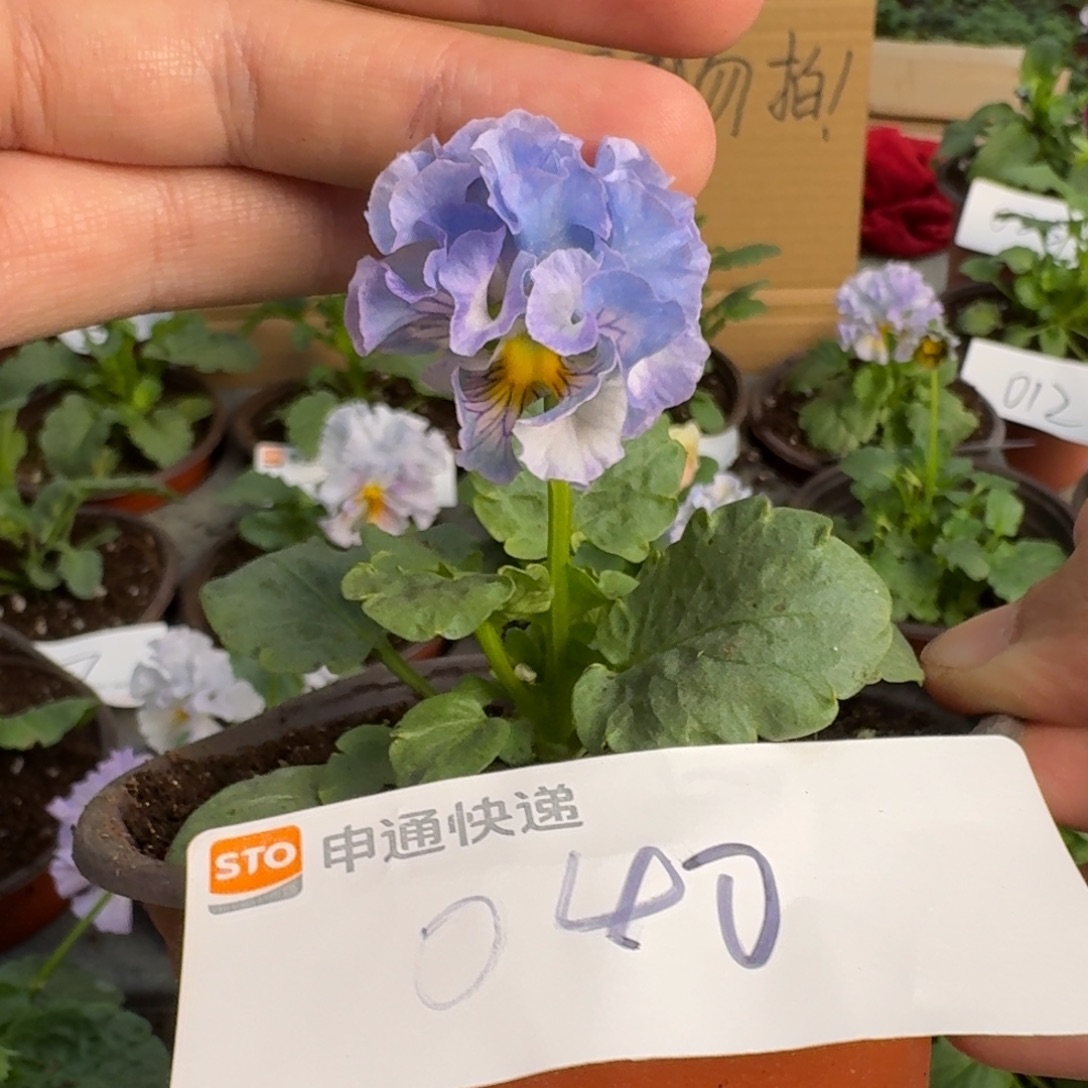 完全开放皱边角堇040