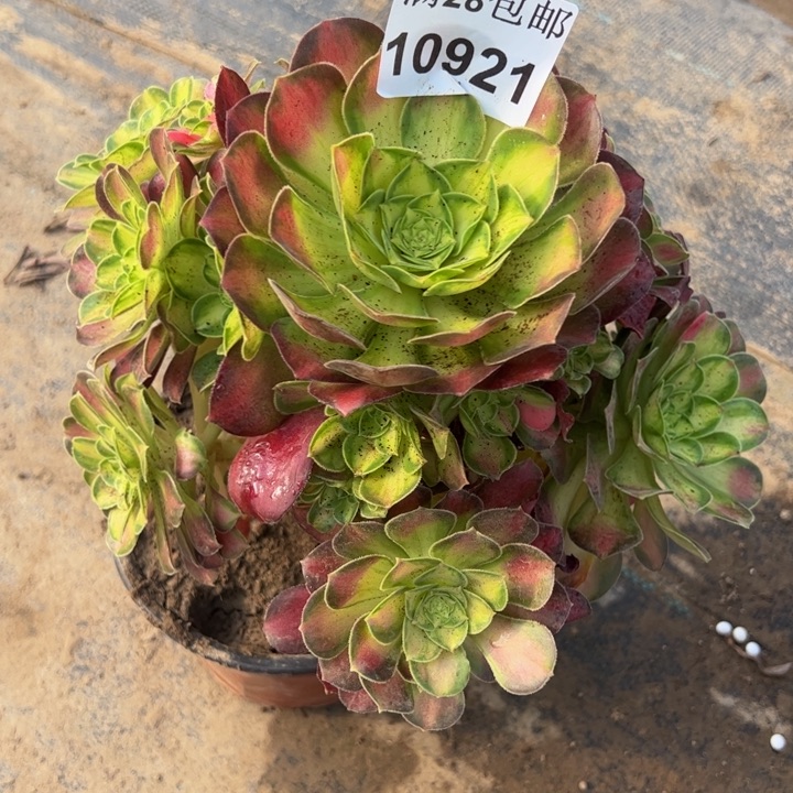 10921韶华多肉植物