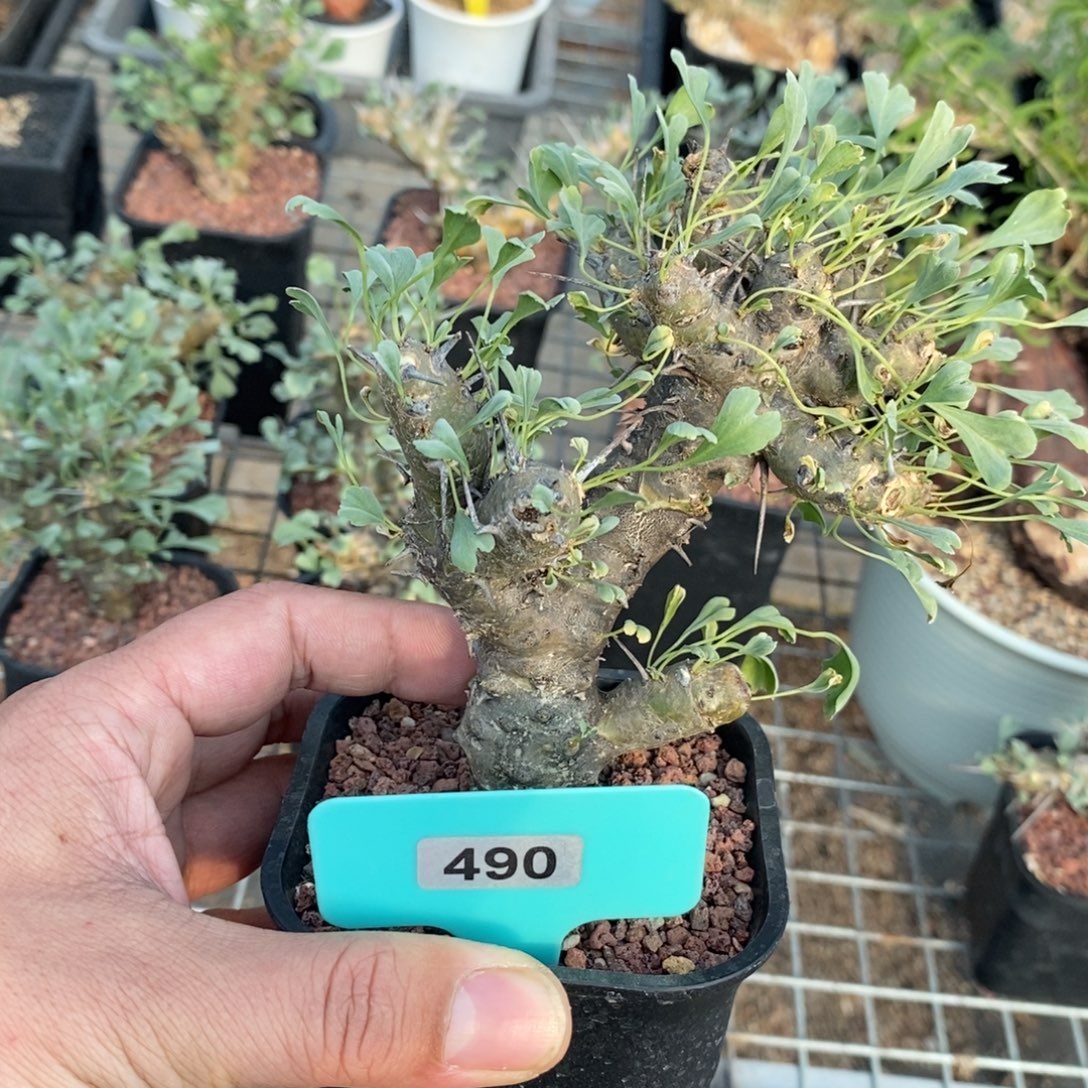 产地格斯龙骨奎一个