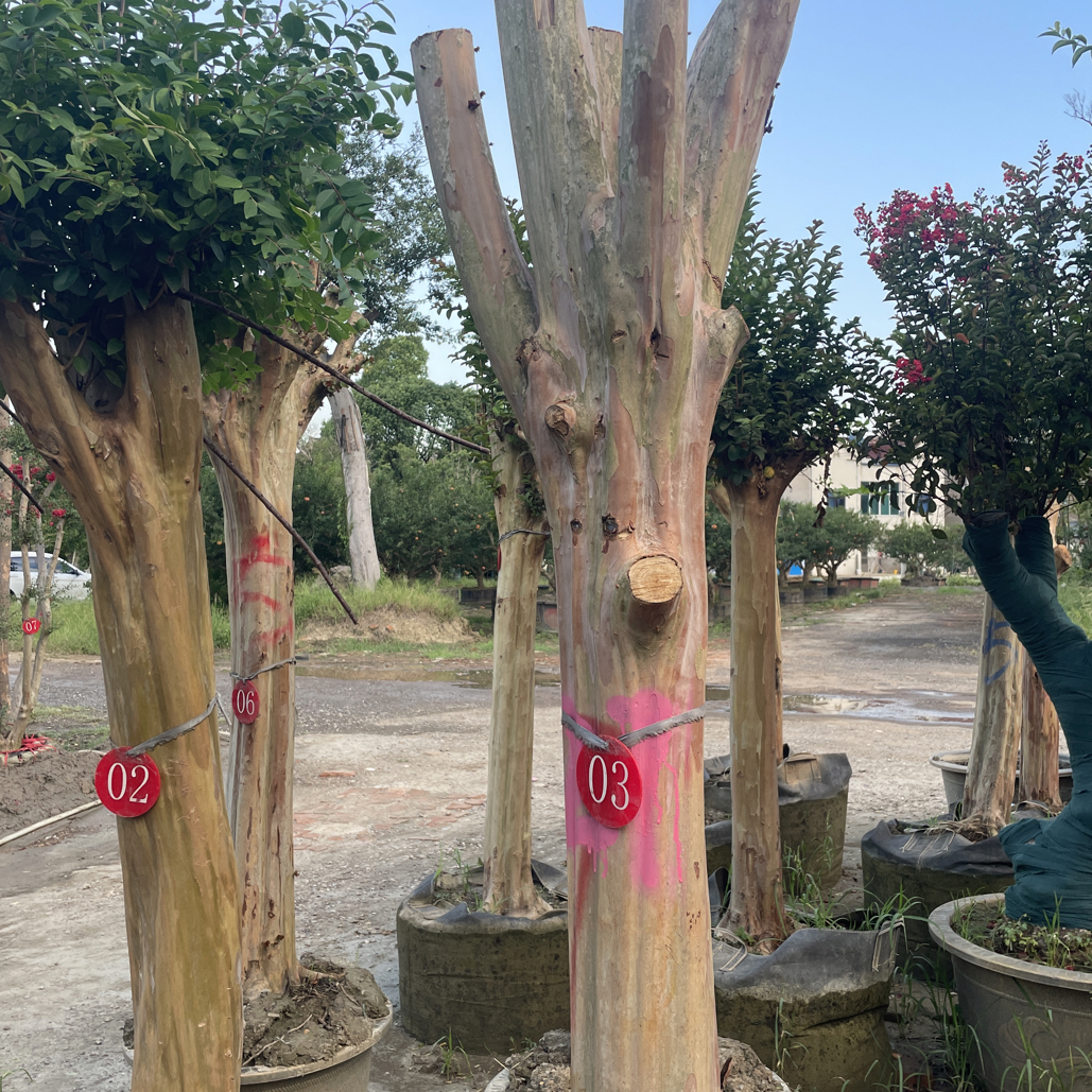 耐寒耐冻耐贫瘠紫薇树百日红【一物一拍】