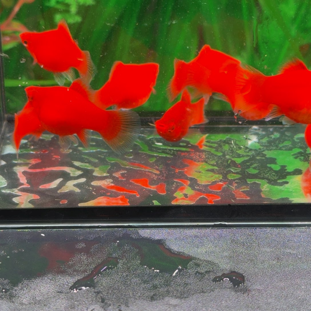 孔雀鱼红太阳皮球种鱼2对，4条