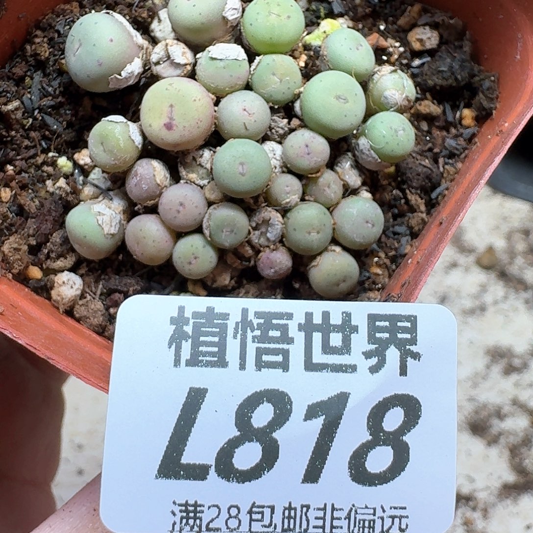 多肉植物的润泽wf