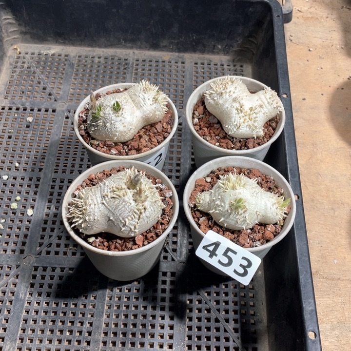 H*e453惠比须笑块根4颗