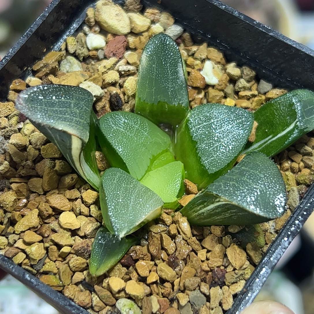 大黑天克锦十二卷多肉