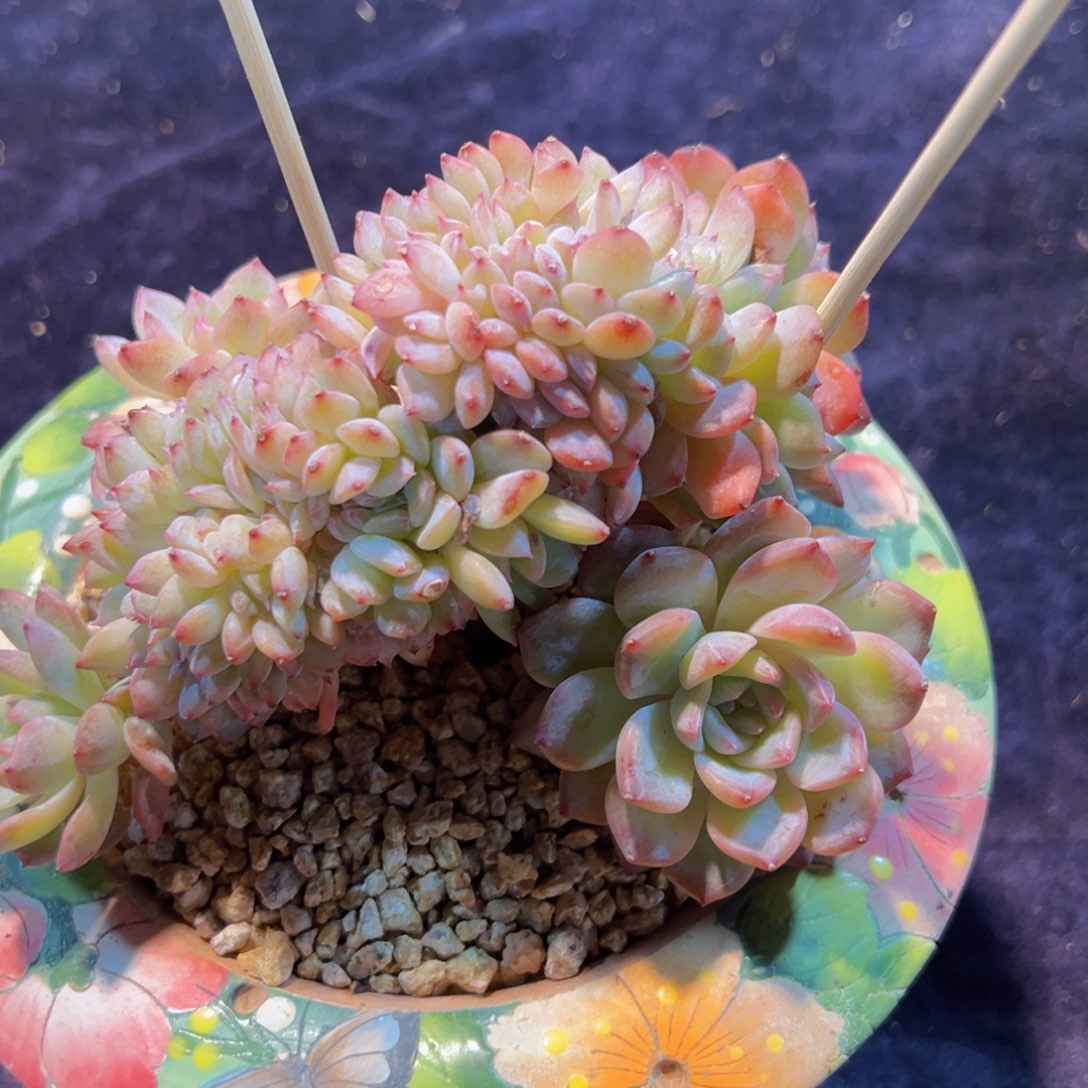 ?**零新年快乐啊宝宝们晚安啦88888888