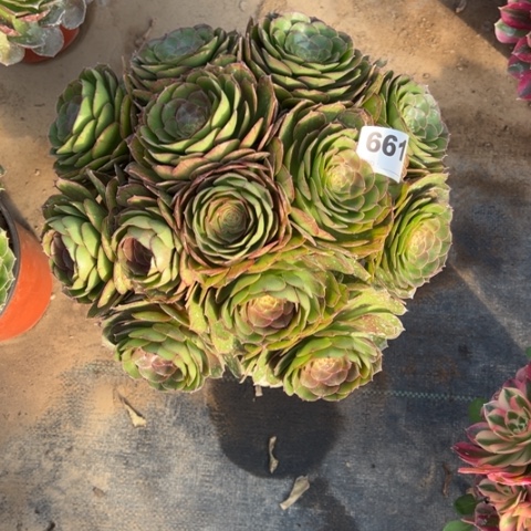 661沙拉碗朵朵多肉，