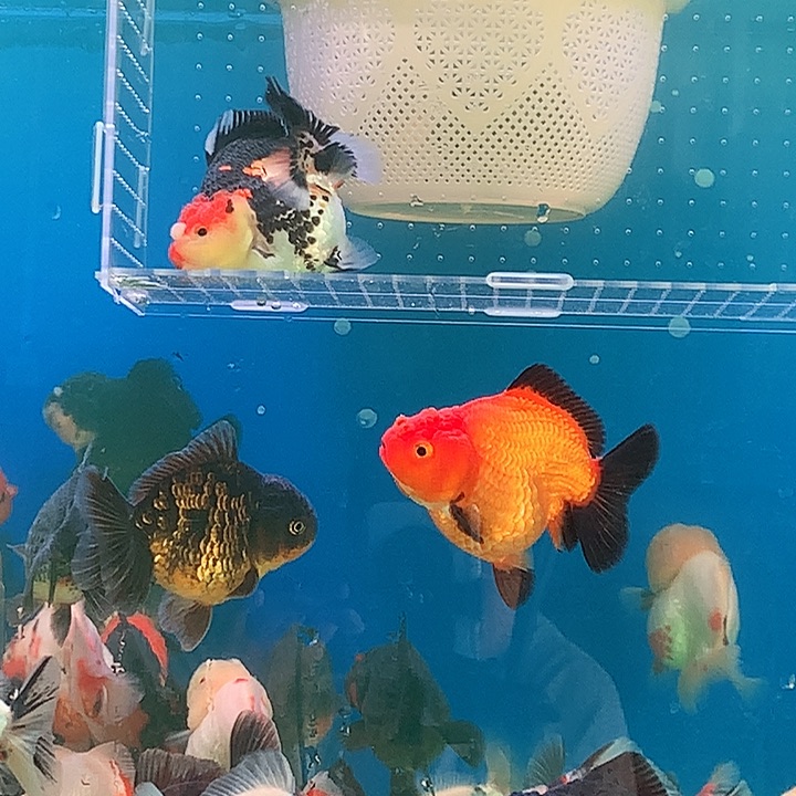 金鱼开箱视频包损