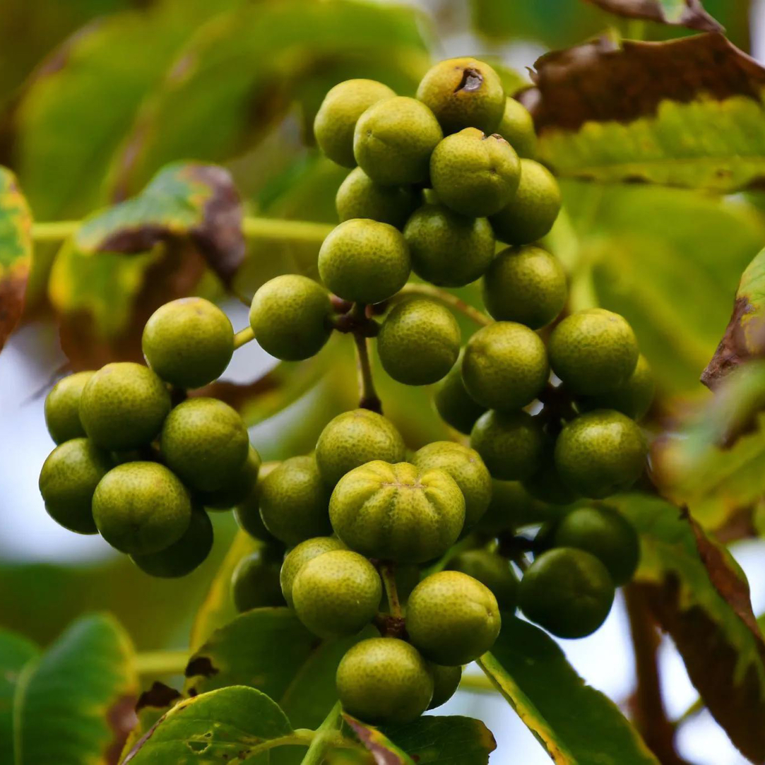 【博亿2025年新采】正宗川黄柏厚皮种子 大叶黄柏种子 （含技术指导）