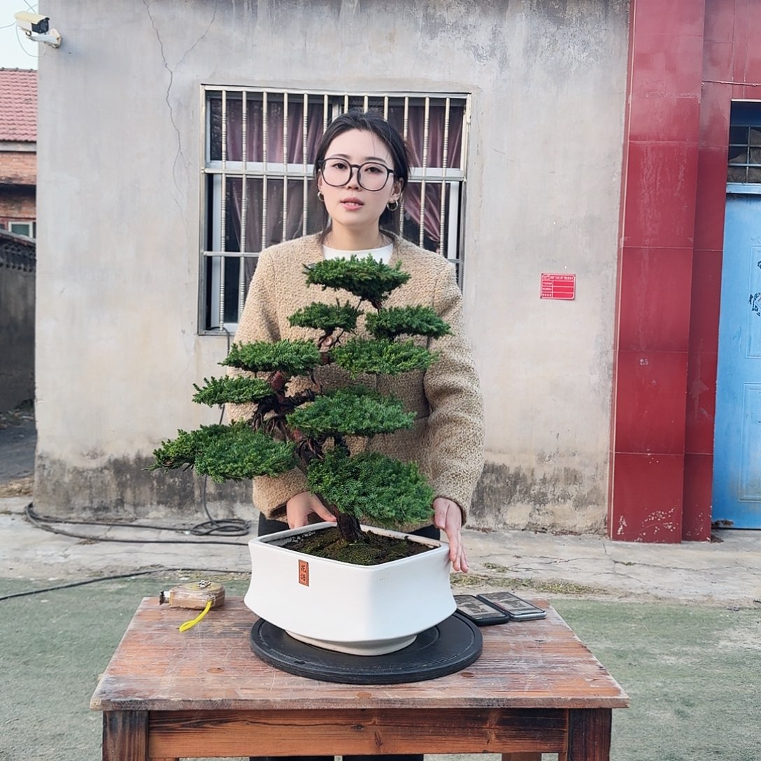 无花朵一盆一景一物一拍