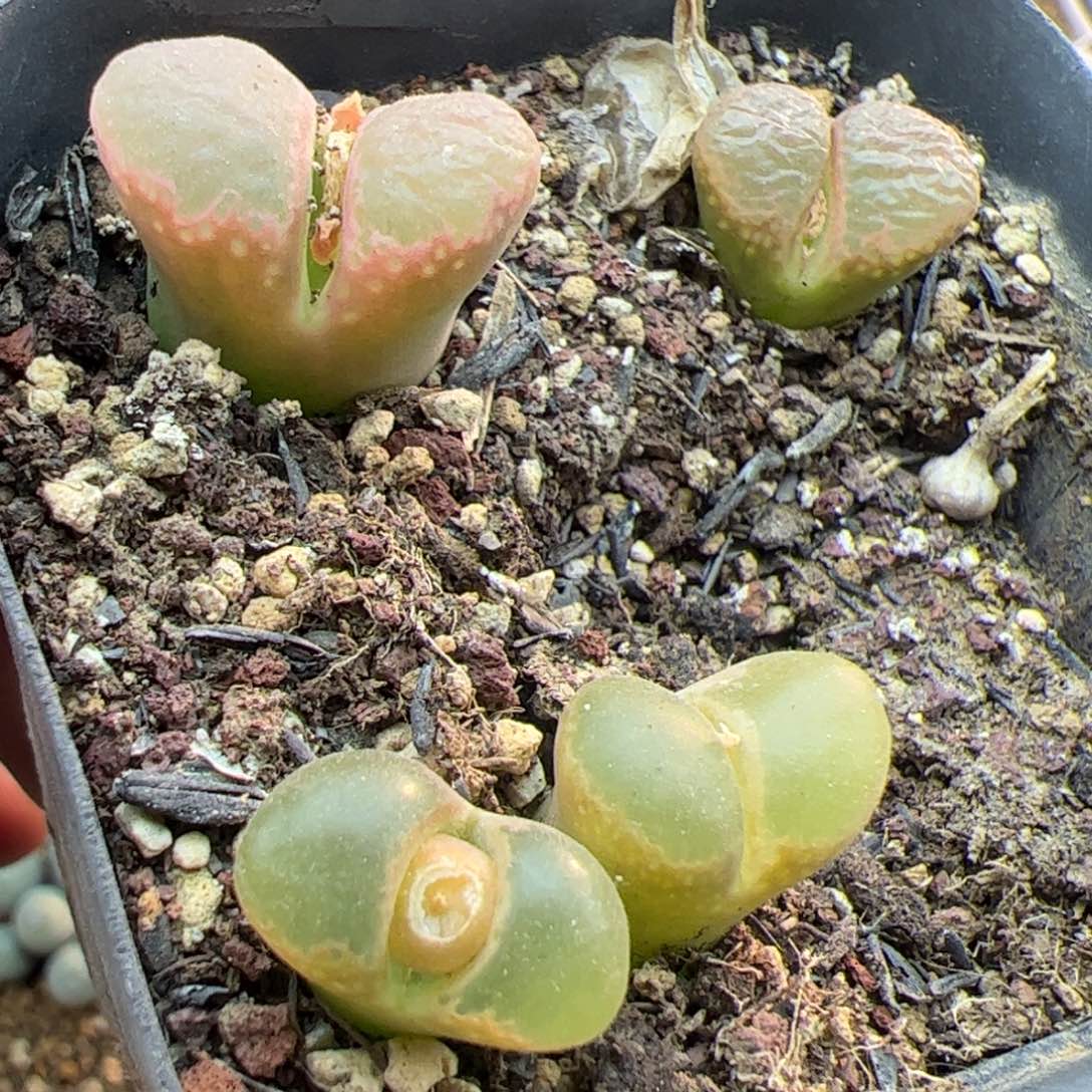 大家过年好22675