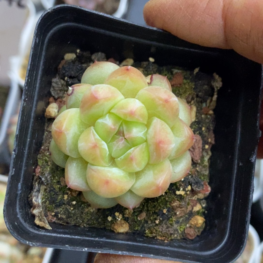 精品多肉一物一拍不包整249