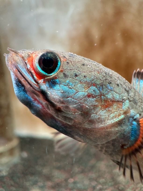 酒红 黄金眼镜蛇 鬼王 雷龙观赏鱼