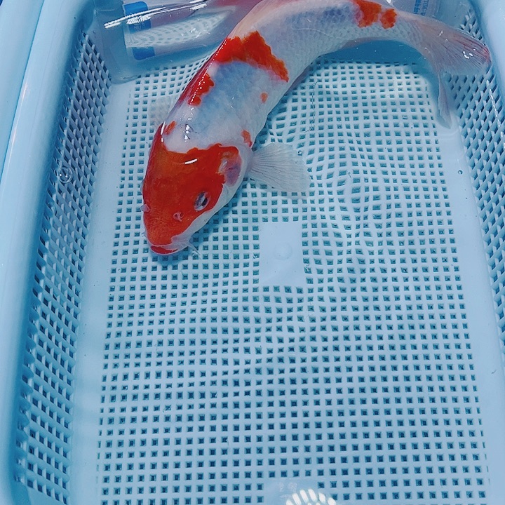 海水鱼观赏观赏鱼115