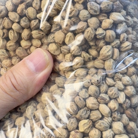 文玩核桃吊坠粕香籽