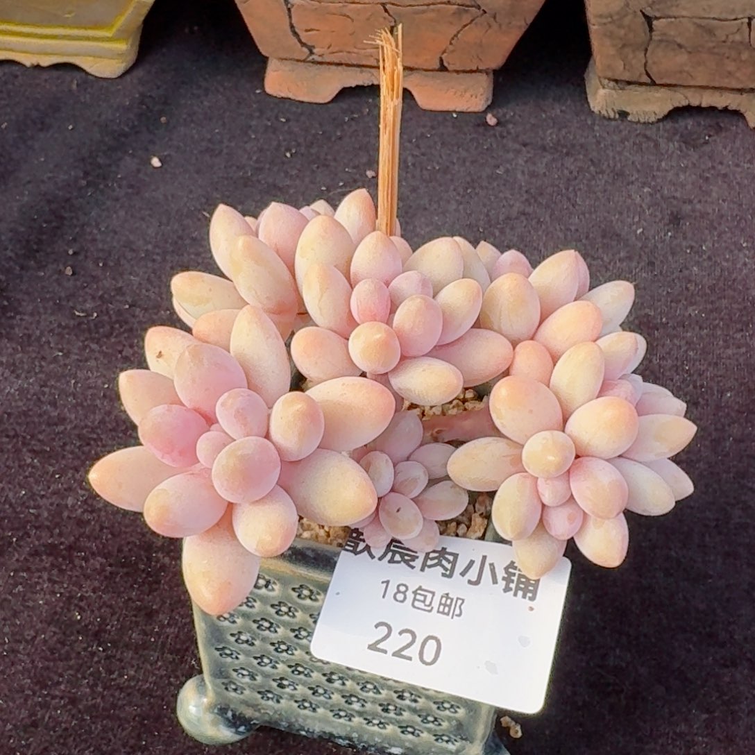 多肉植物  粉色恋人  220  