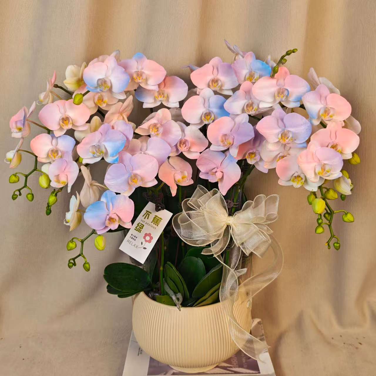 【彩虹】蝴蝶兰稀有梦幻马卡龙渐变色 特殊植物上色花卉