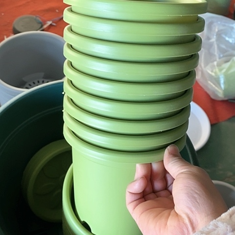 树脂四季1号10个无托果绿