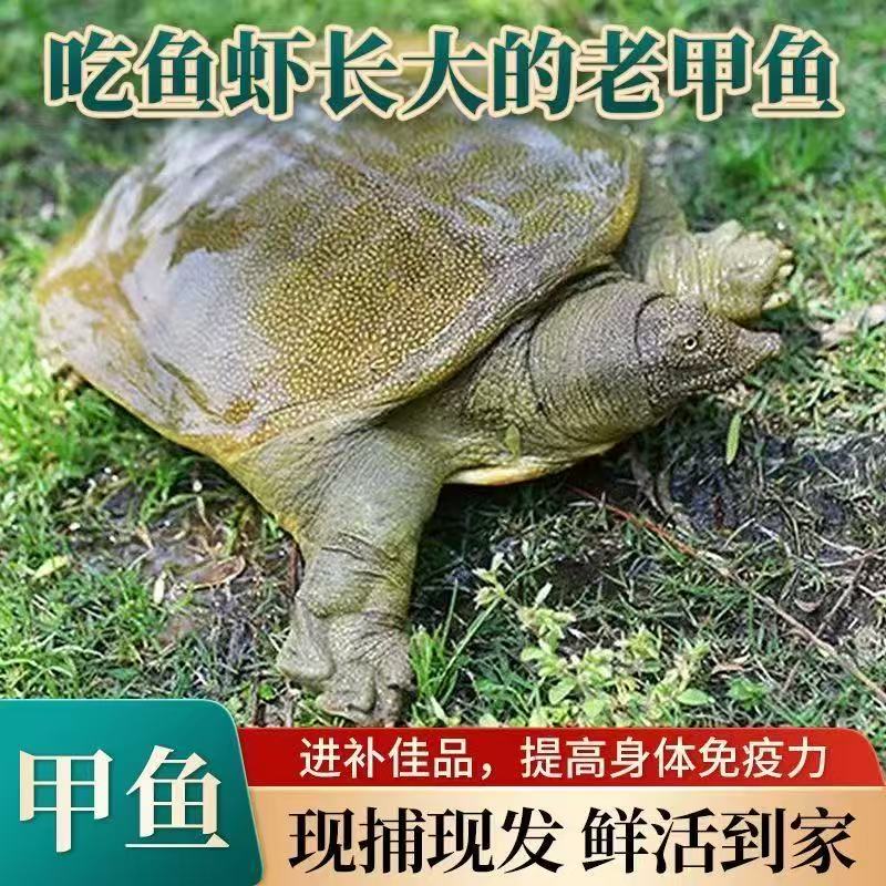 【外塘甲鱼】鲜活生态外塘生长生鲜鱼冷水团鱼王八鳖活体生鲜7-6斤