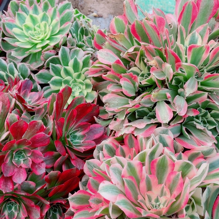 多肉植物组合197