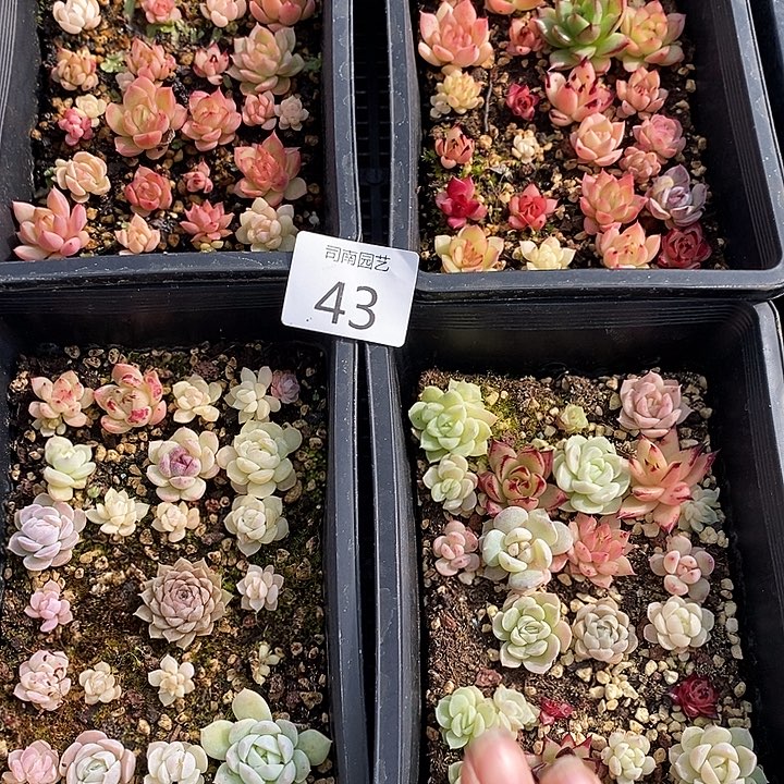 43 多肉植物盆栽花卉植物