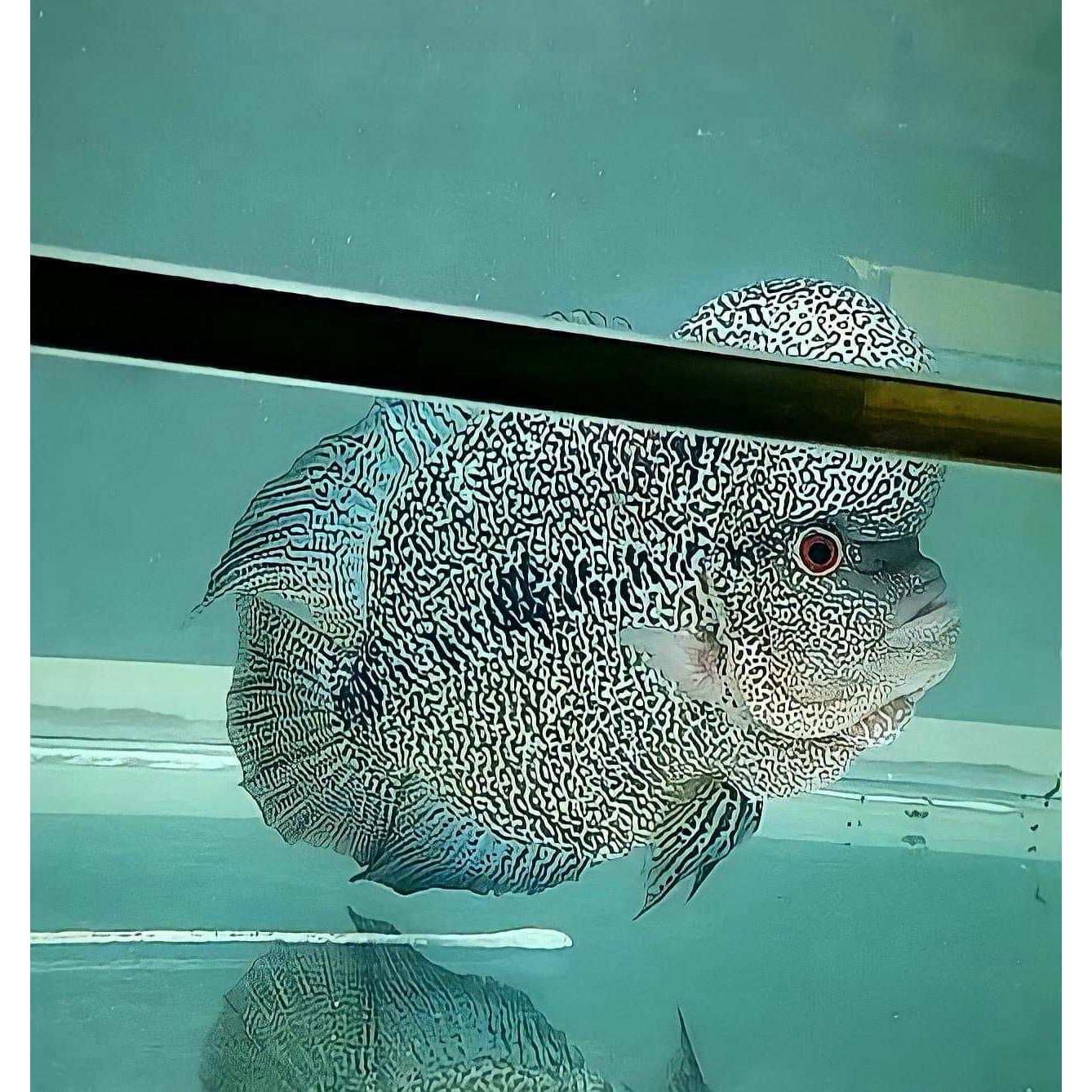 ②马来西亚大体虫纹火凤凰花罗汉 
