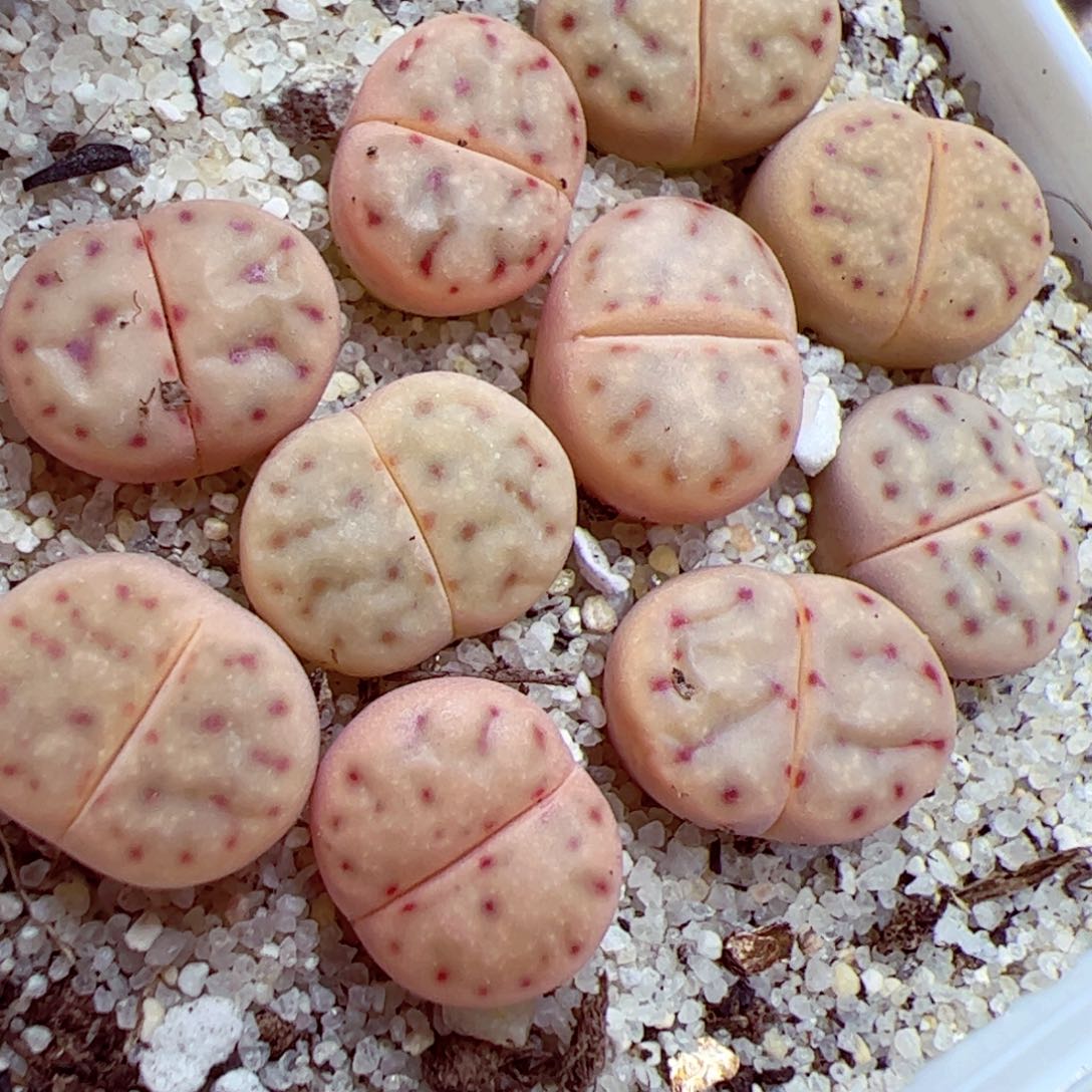 113 35优秀的肉肉