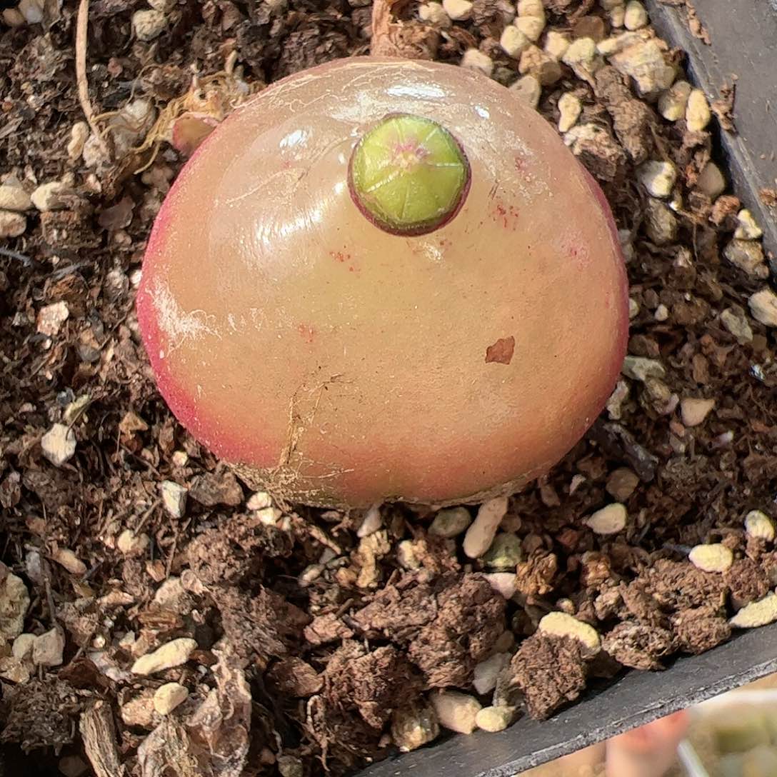 【闪购商品】175 灯泡